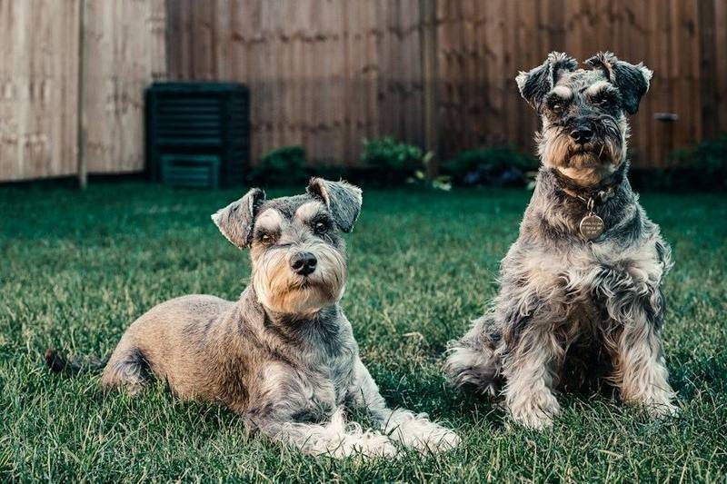 Available Schnauzer puppies