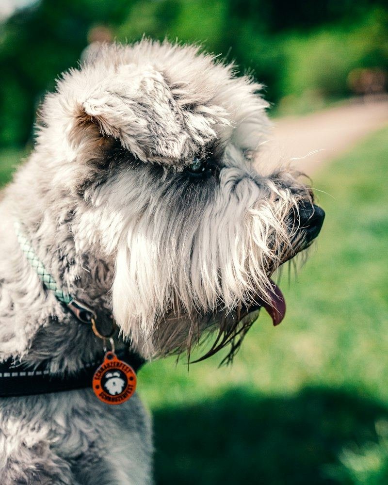 Schnauzer puppy indoors