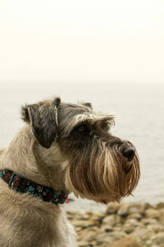 Standard Schnauzer