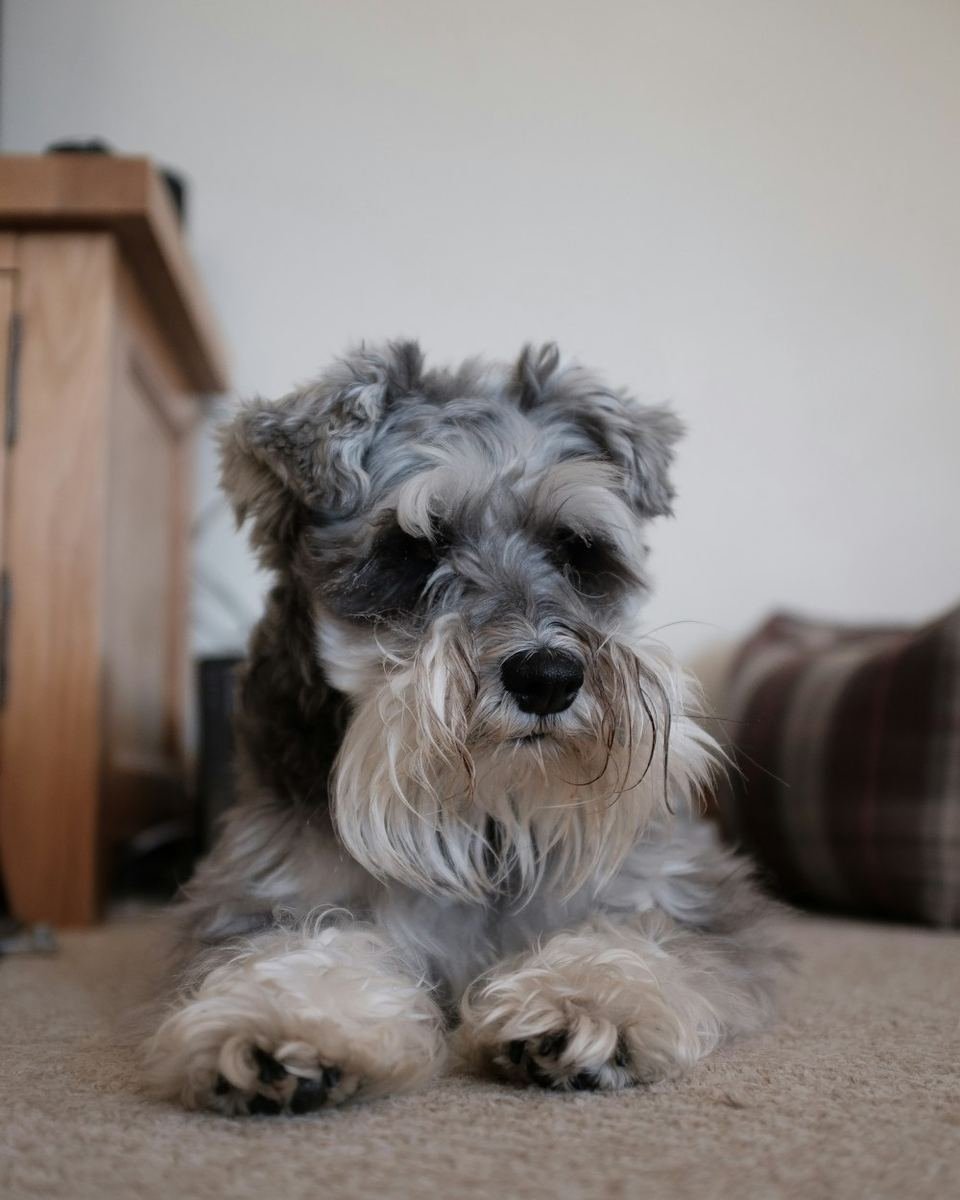 Schnauzer puppy resting on a soft blanket